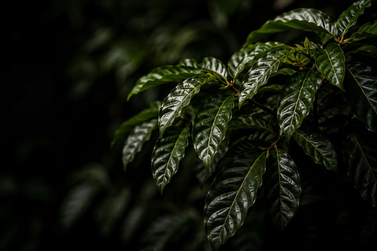 Plantas de café